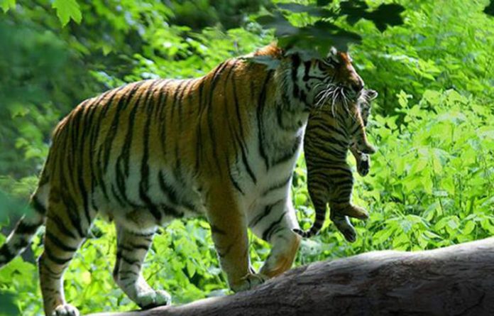 dailyjurain 20190730 009